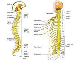 Secara keseluruhan, sistem saraf pada manusia tersusun dari beberapa bagian organ. Sistem Saraf Pada Manusia Saraf Pusat Otak Dan Tepi Perifer Pintar Biologi