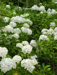 The plants in this collection are highly deer resistant. Common Flowering Shrubs For Zone 9 Picking Shrubs That Bloom In Zone 9