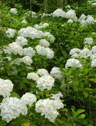 With the first hints of spring, you may be very eager to get outside and work in the soil, whether it's freshening up your flower beds or. Common Flowering Shrubs For Zone 9 Picking Shrubs That Bloom In Zone 9