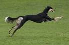 Saluki Puppies for Sale from Reputable Dog Breeders