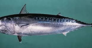 Gobene3 Jpg 640 255 Balik