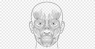 Learn how to draw human body anatomy pictures 700x648 anatomy and physiology functional kinesiology human body muscle photos. Muscle Drawing Human Body Anatomy Face Muscle Human White Face Png Pngegg