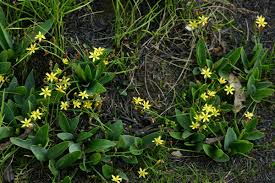 Image result for Eriospermum