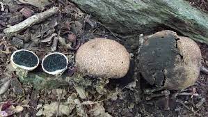 Puffball mushrooms belong to the family of fungi. 217 Scleroderma Citrinum The Pigskin Poison Puffball Fungus Fact Friday
