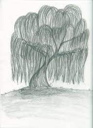 Draw a weeping willow with creative tips from a professional illustrator in this free video on drawing. My Drawing Of A Weeping Willow Oak Tree Drawings Tree Drawing Oak Tree Tattoo