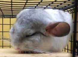 Great savings & free delivery / collection on many items. Chinchillas For Sale In Bournemouth 01202 924767