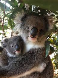 Pin By Diana On Koalas In 2020 Cute Funny Animals Koala Bear Koala Marsupial