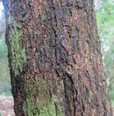 Image result for Acokanthera laevigata