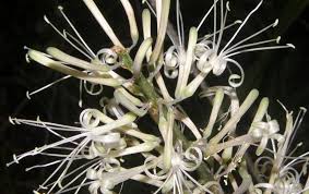 The snake plant is a decorative indoor plant so resistant and resilient thriving on neglect. Unsuspected Beauty In Snake Plant Flowers Lemon Bay Conservancy