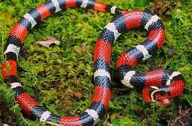 You Can Differentiate The Harmless Scarlet King Snake From The Venomous Coral Snake By The Phrase Red Touch Yellow Ki Snake Coral Snake Homesteading Animals