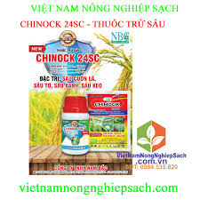 Chinock 24SC