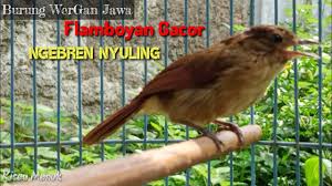 Selain dengan melihat secara fisik, kita juga harus meminta jaminan kepada peternak bahwa trotolan mb yang akan kita beli adalah 100% jantan. Wergan Jawa Burung Flamboyan Gacor Buat Pancingan Flamboyan Bahan Biar Bunyi Youtube
