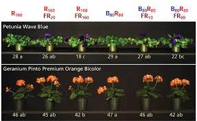 It comes with blue, red, and white led bulbs for all stages of growth, although it does appear to be geared more towards flowering than anything else. Leds Blue Far Red Light