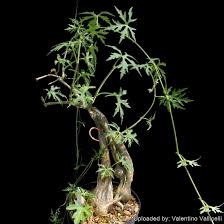 Image result for Cissus