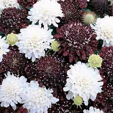 Image result for Scabiosa drakensbergensis