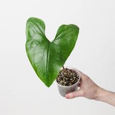 Image result for Stylochaeton