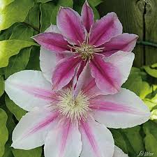Grossblumige Clematis Ooh La La Clematis Pflanzen Kaufen Garten Schluter