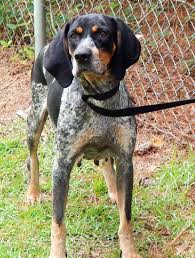 Black And Tan English Foxhound Adopt Navy On Petfinder Bluetick Coonhound Dog Toys Indestructable Dogs