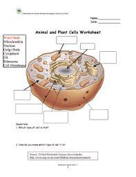 We have cell diagrams with and without labels, as well as vocabulary activities. Animal And Plant Cells Worksheet Answer Key Fill Online Printable Fillable Blank Pdffiller
