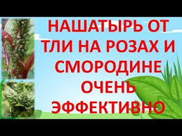как избавиться от тли на смородине во время цветения Pin Na Doske Sadovodstvo