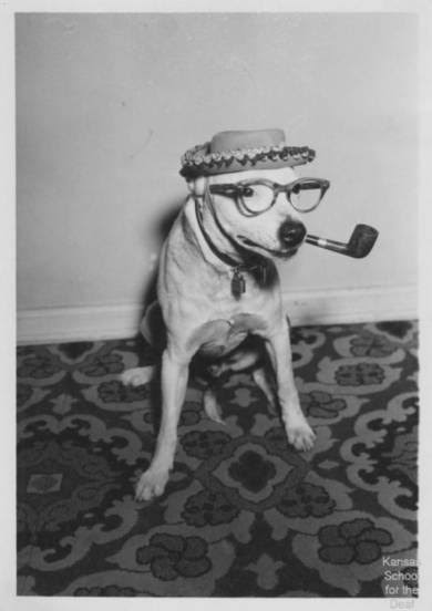 Buddy the deaf dog wearing a hat, eyeglasses and smoking a pipe.