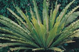 biodiversity herbarium cactus plants