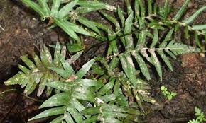 Image result for Thelypteridaceae