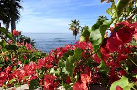 We are committed to providing great customer service, the finest floral arrangements, beautiful floral designs, as well as gift baskets and much more. Bougainvillea View Bougainvillea Laguna Beach Views