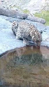 Across Turkmenistan, we continue to support rangers in their tireless efforts to protect the Persian Leopards of this beautiful and diverse country. As summer sets in and water becomes scarce, the ...