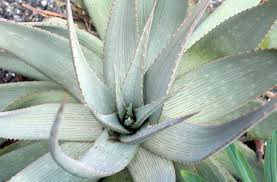 Image result for Aloe haroniensis