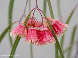 Image result for Pycreus melas