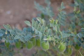 Image result for Cicer arietinum