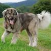 #щенкиалабая #алабай #туркменскийалабай #среднеазиатскаяовчарка #centralasianshepherd #centralasianshepherddog #alabay #alabai. 1
