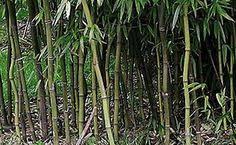 In its natural form, it is a straight, slightly tapering pole. 15 Our Midsize Bamboo Collection Ideas Growing Bamboo Bamboo Phyllostachys