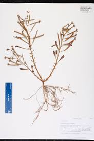 Image result for Ludwigia leptocarpa