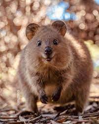 Suzana Paravac On Instagram Make Someone Smile Every Day But Don T Forget You Are Someone Too Quokka Quokkas Cute Animals Quokka Animal Funny Animals
