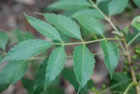 Image result for Brucea