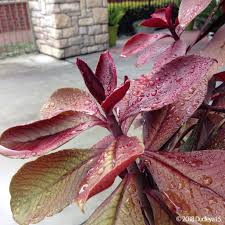 Image result for Euphorbia grantii