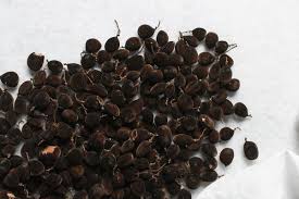 Image result for Dialium guineense