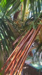 Image result for Pachylobus edulis