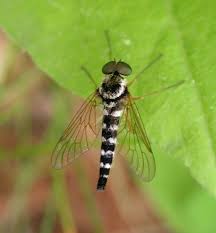 We Need A Zebra Tail Snipe Fly Tonight Http Www Bugguide Net Brought Me This Lovely Image Zebras Animals Image