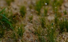 Image result for Pharnaceum brevicaule