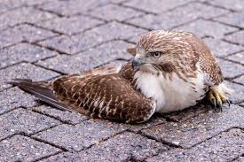 Roosevelt Islander Online: 12/5/21