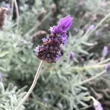 Image result for Lavandula dentata