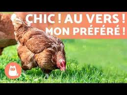 Mais Comment S Occuper D Une Poule Que Mange Une Poule L Alimentation D Une Poule Reste Tres S En 2020 Alimentation Poule Pondeuse Elevage De Poules Poule Pondeuse
