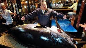 Maybe you would like to learn more about one of these? Terjual Seharga Rp 44 9 Miliar Ikan Tuna Ini Dijuluki Sebagai Ikan Termahal Di Dunia Tribun Medan