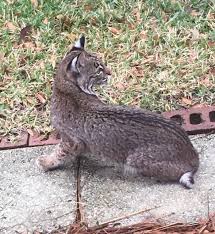 A bobcat made a rare daylight appearance around a stream in washington state's olympic national. Bobcats In Florida Woman Recounts Encounter At Her Rocky Bayou Home