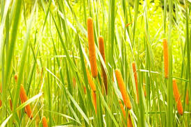 Image result for Typhaceae