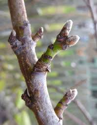 Image result for Prunus persica
