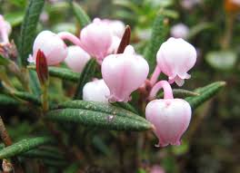 Image result for Erica lanceolifera